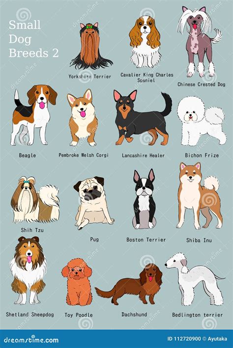 What A Group Of Dogs Called