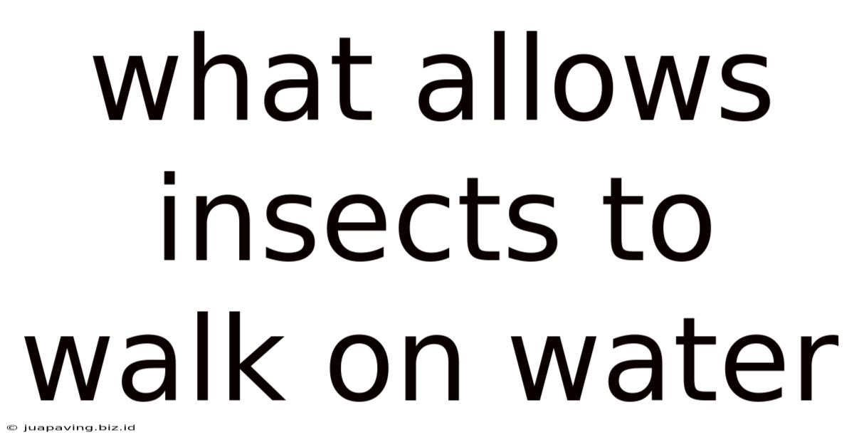 What Allows Insects To Walk On Water