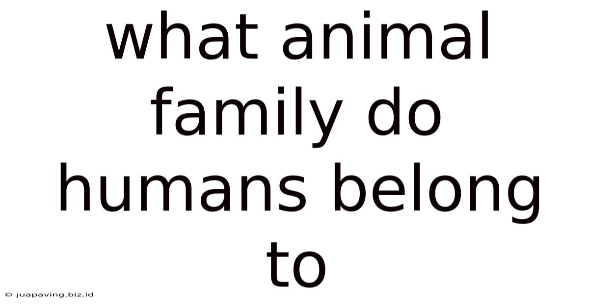 What Animal Family Do Humans Belong To
