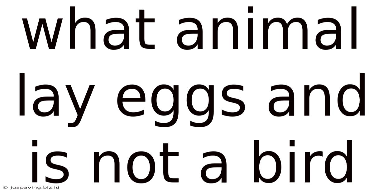 What Animal Lay Eggs And Is Not A Bird