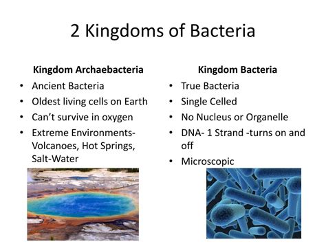 What Are 2 Kingdoms Of Bacteria