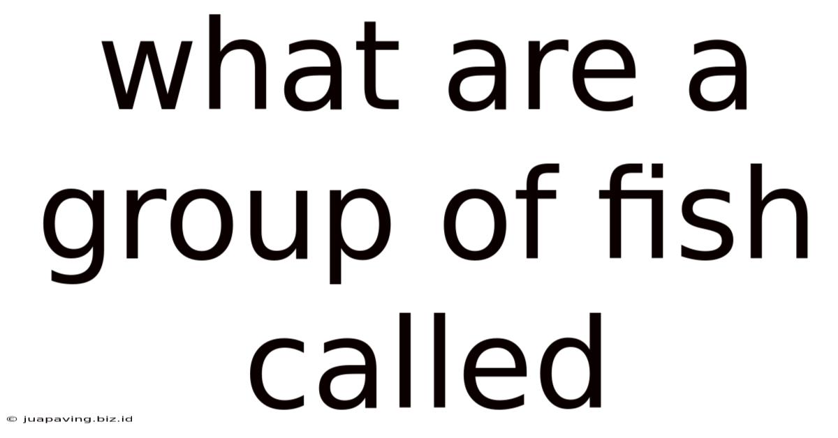 What Are A Group Of Fish Called