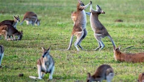 What Are A Group Of Kangaroos Called