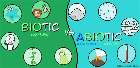 What Are Biotic Factors And Abiotic Factors