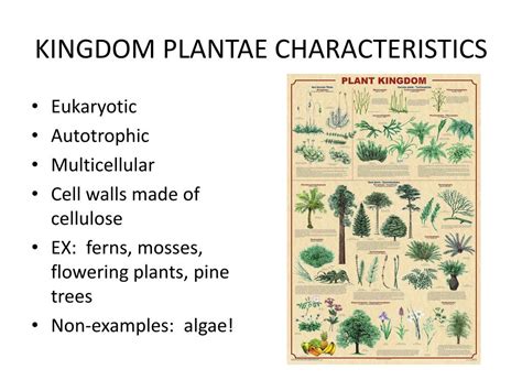 What Are Characteristics Of The Kingdom Plantae