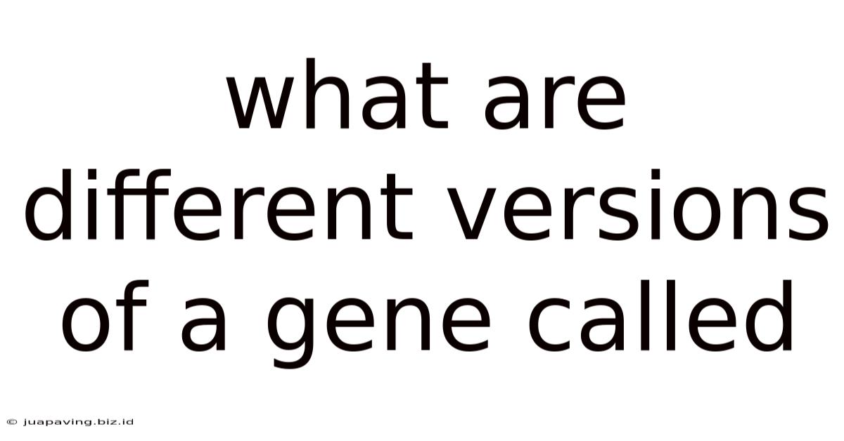 What Are Different Versions Of A Gene Called