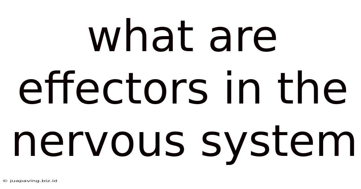 What Are Effectors In The Nervous System