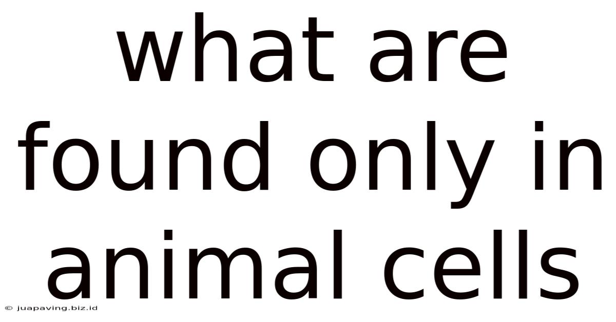 What Are Found Only In Animal Cells