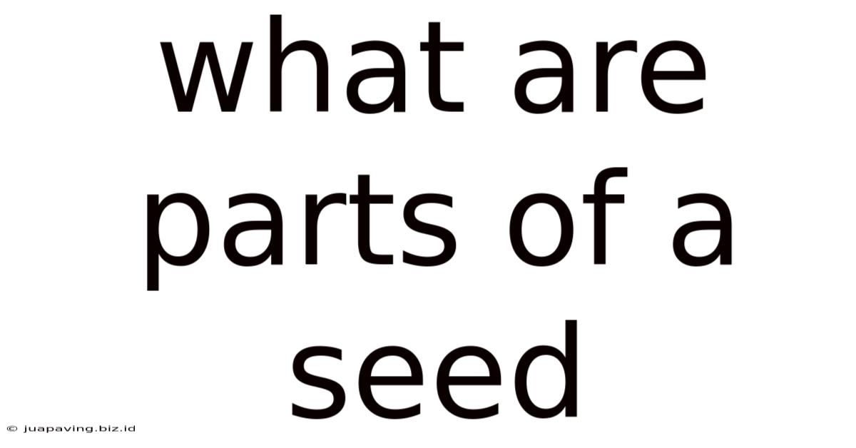 What Are Parts Of A Seed