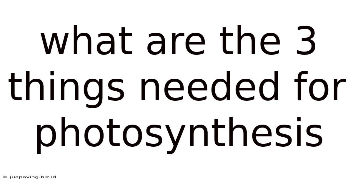 What Are The 3 Things Needed For Photosynthesis