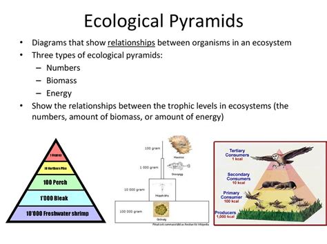 What Are The 3 Types Of Ecological Pyramids