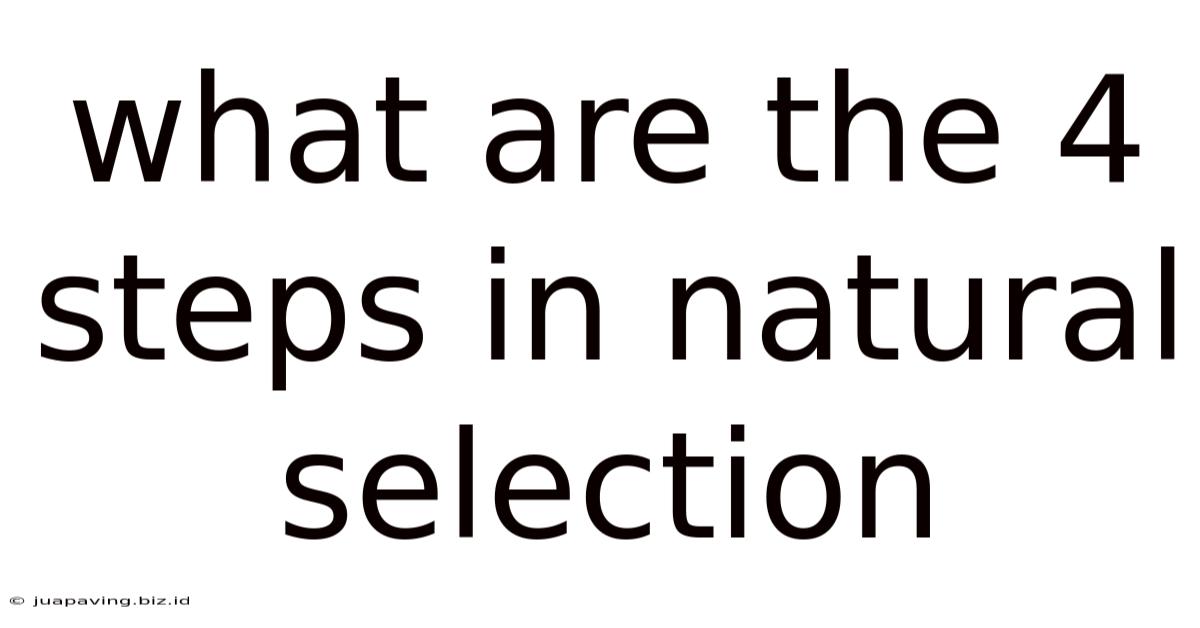 What Are The 4 Steps In Natural Selection