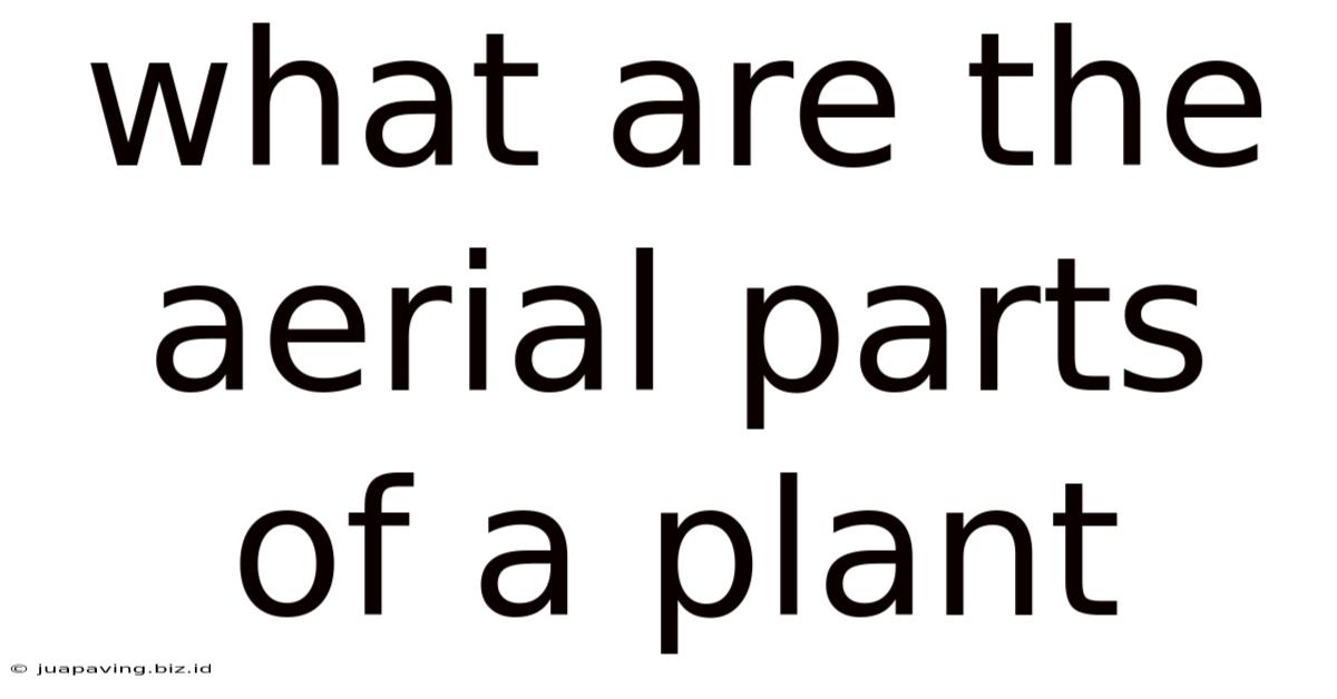What Are The Aerial Parts Of A Plant