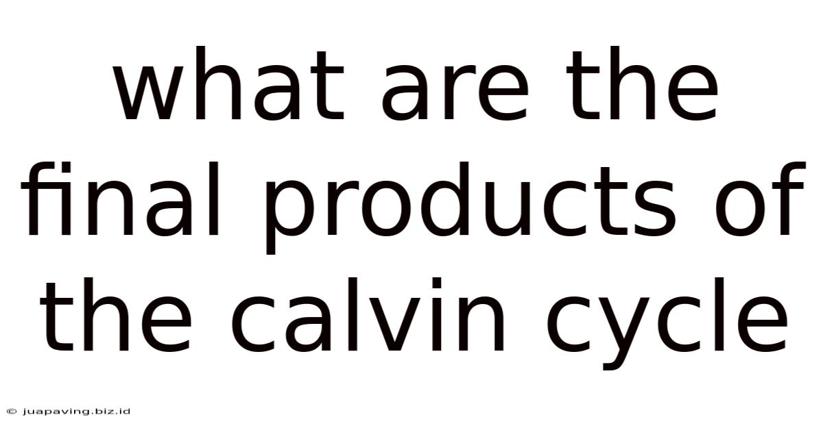 What Are The Final Products Of The Calvin Cycle