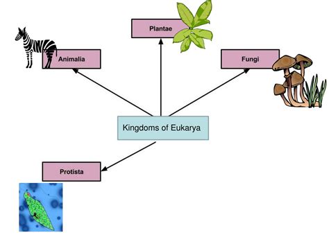 What Are The Four Kingdoms Of Eukarya