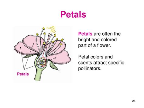 What Are The Function Of Petals