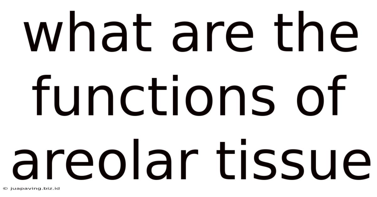 What Are The Functions Of Areolar Tissue