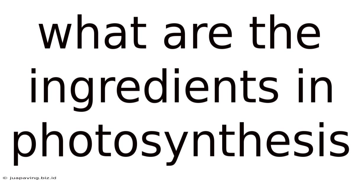 What Are The Ingredients In Photosynthesis