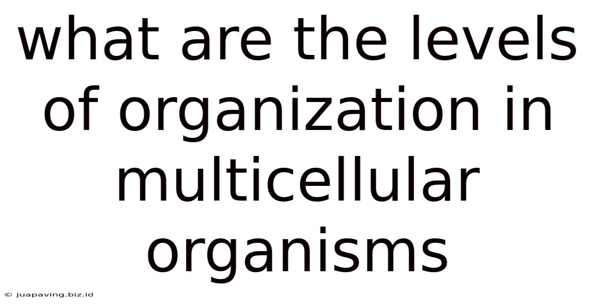 What Are The Levels Of Organization In Multicellular Organisms