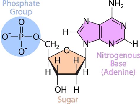 What Are The Monomers Of A Dna Molecule