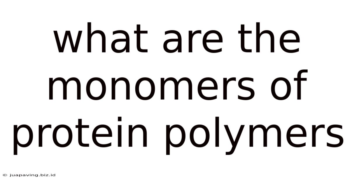 What Are The Monomers Of Protein Polymers