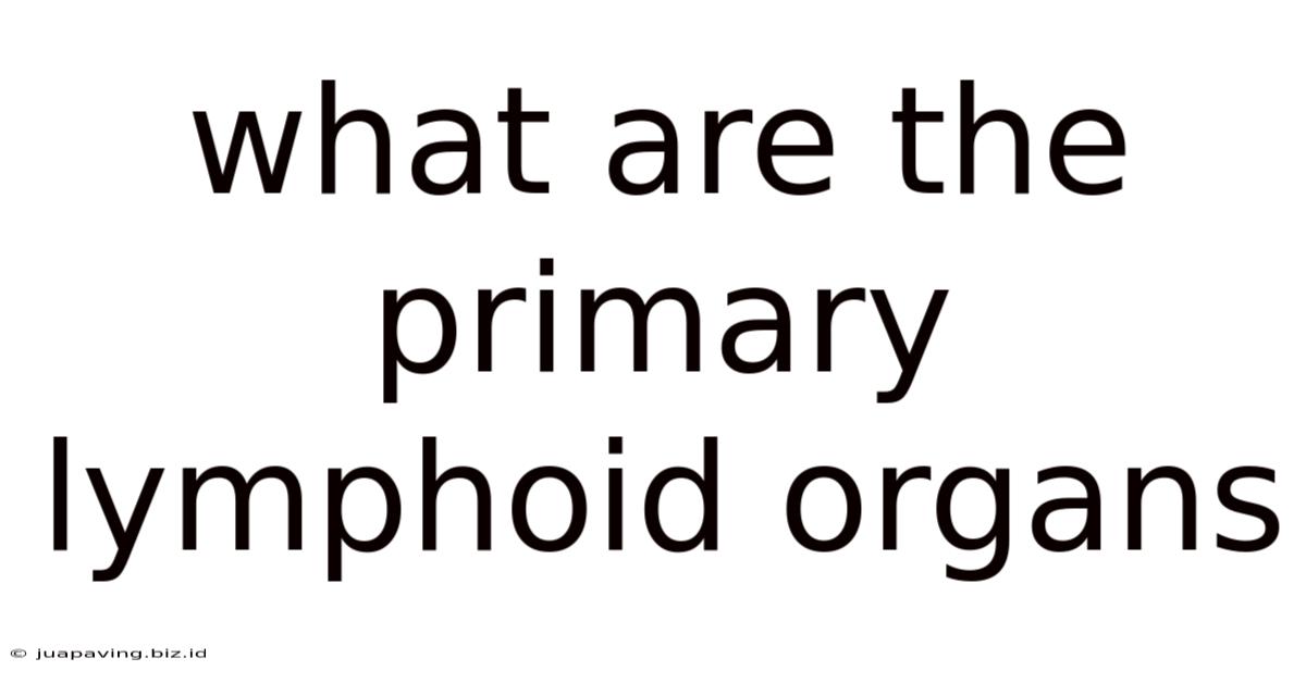 What Are The Primary Lymphoid Organs