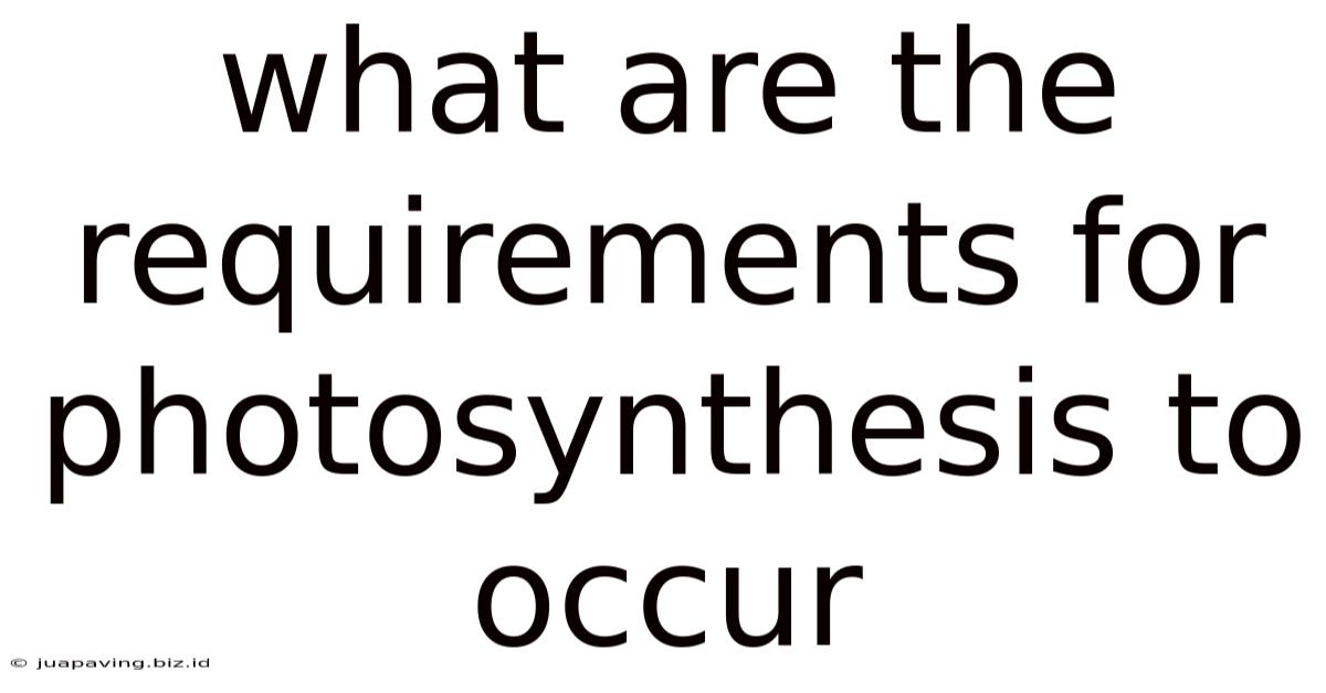 What Are The Requirements For Photosynthesis To Occur