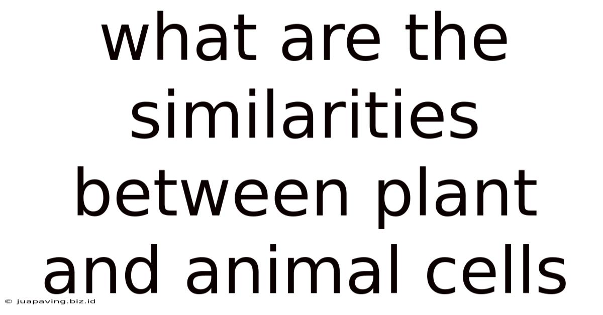 What Are The Similarities Between Plant And Animal Cells