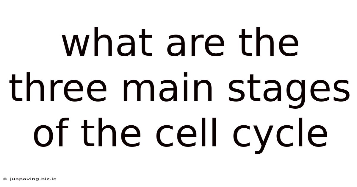 What Are The Three Main Stages Of The Cell Cycle