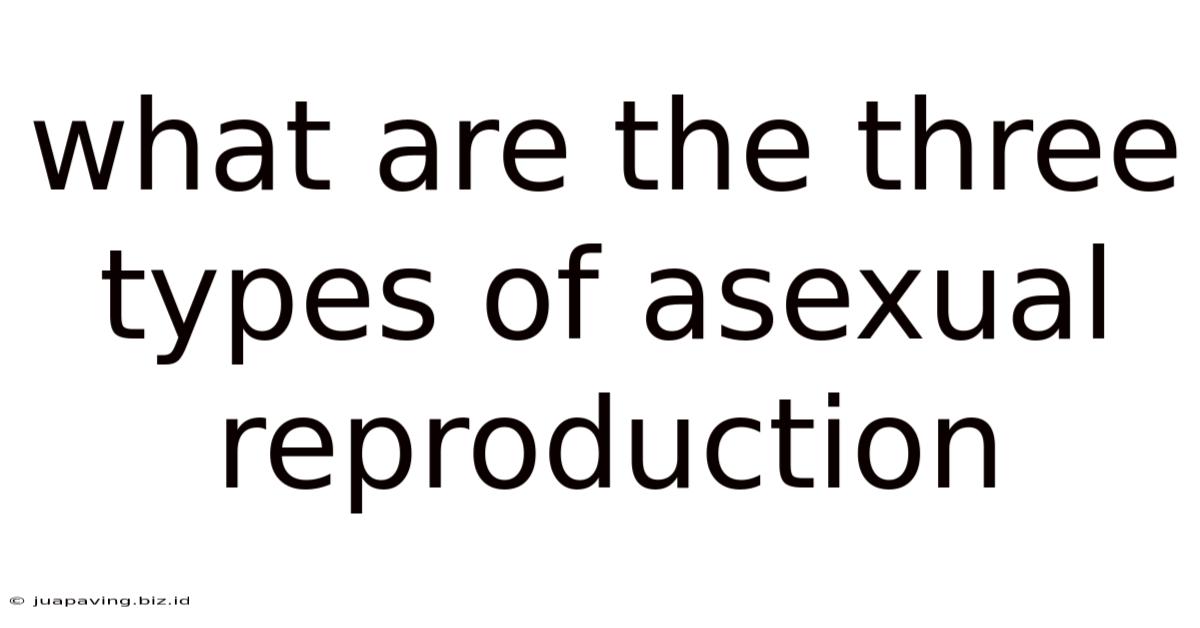 What Are The Three Types Of Asexual Reproduction