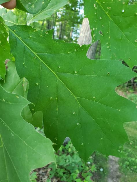 What Are The Tiny Holes In Leaves Called