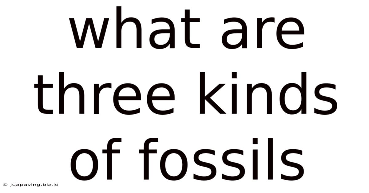 What Are Three Kinds Of Fossils