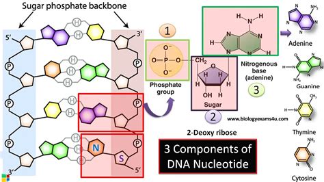 What Are Three Parts Of A Dna Nucleotide