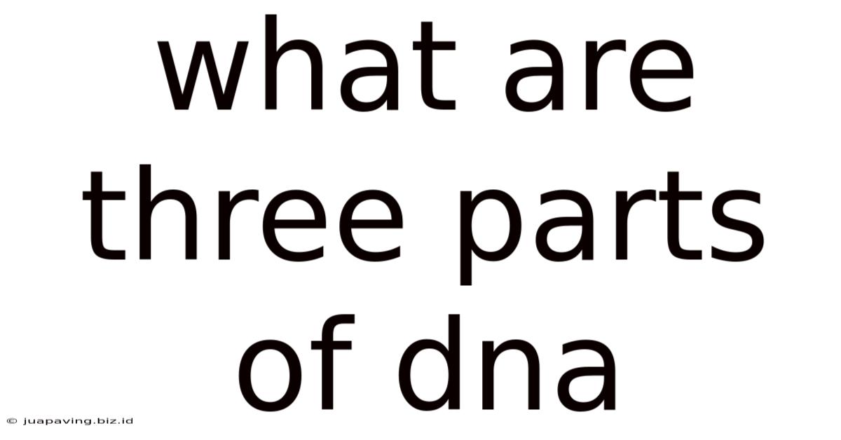 What Are Three Parts Of Dna