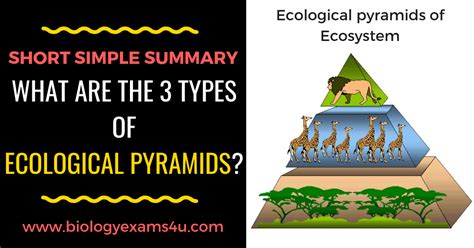 What Are Three Types Of Ecological Pyramids