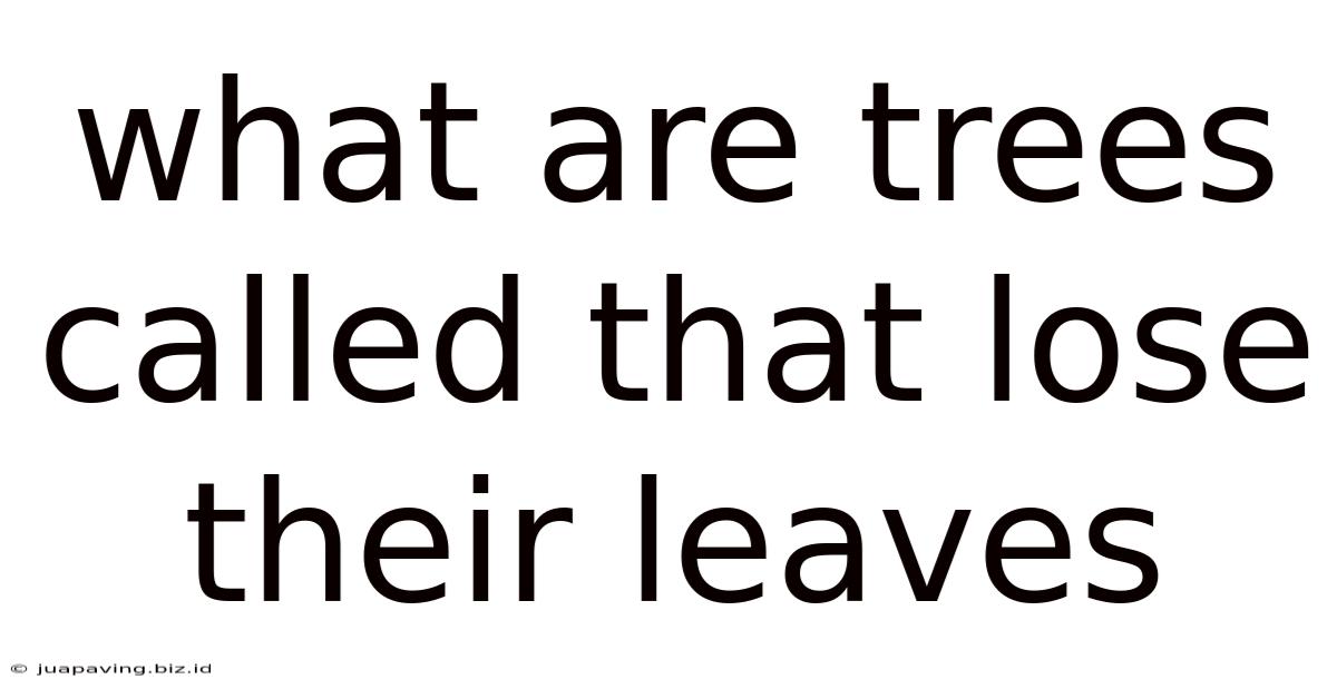 What Are Trees Called That Lose Their Leaves