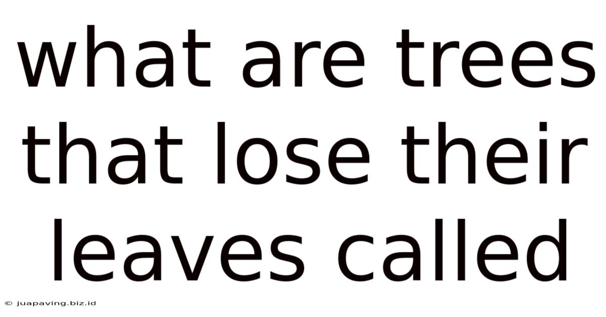 What Are Trees That Lose Their Leaves Called