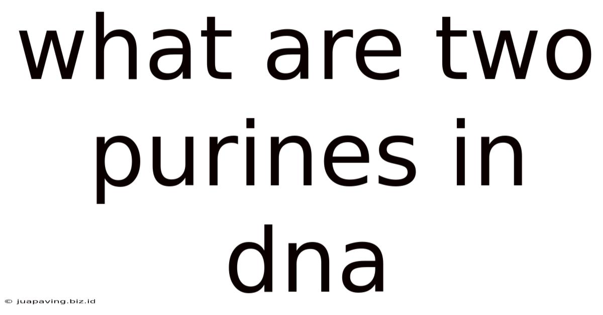 What Are Two Purines In Dna