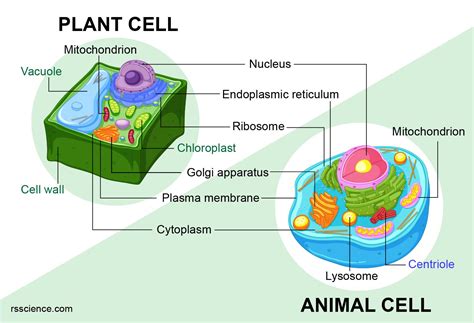 What Can Plants Do That Animals Cannot