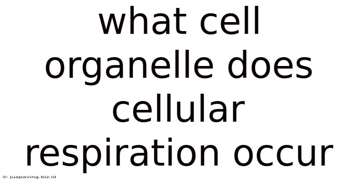 What Cell Organelle Does Cellular Respiration Occur