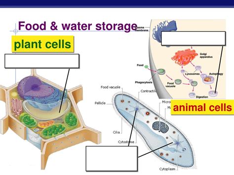 What Cell Stores Food And Water