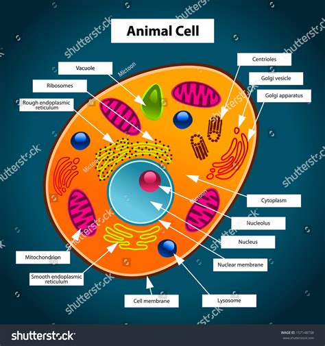 What Color Is An Animal Cell