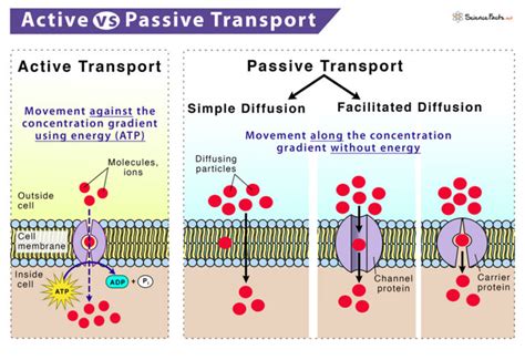 What Determines Whether A Transport Process Is Active Or Passive