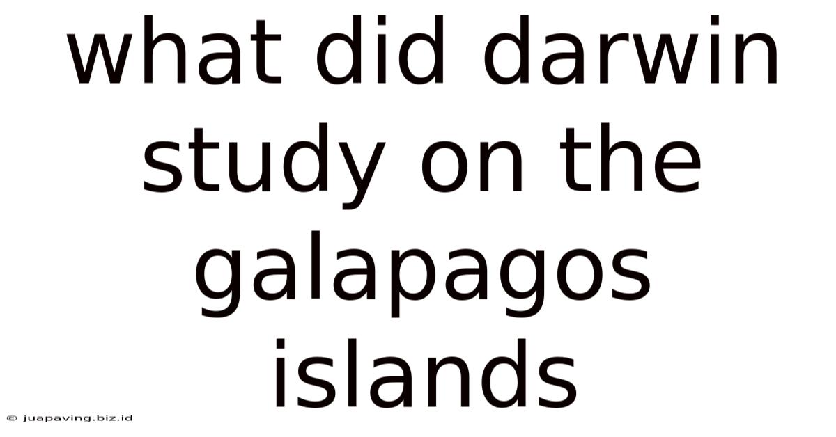 What Did Darwin Study On The Galapagos Islands