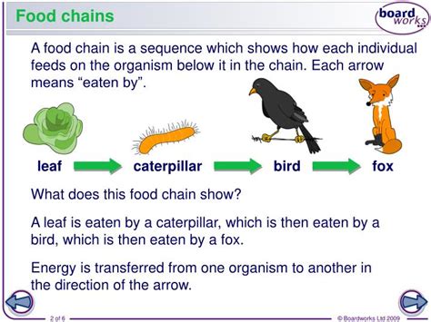 What Do Arrows Represent In A Food Chain