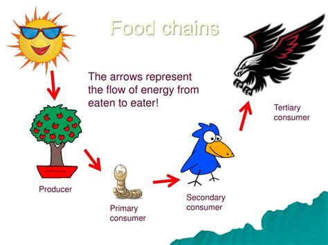 What Do The Arrows In A Food Chain Show