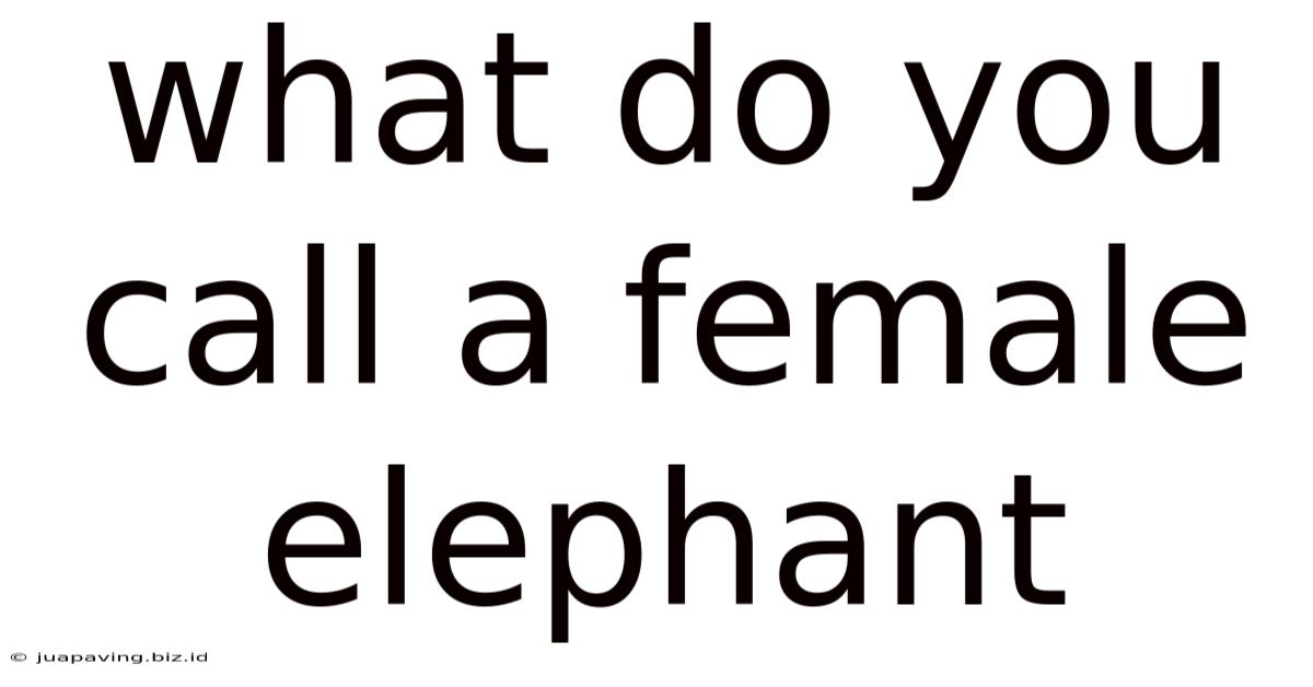 What Do You Call A Female Elephant