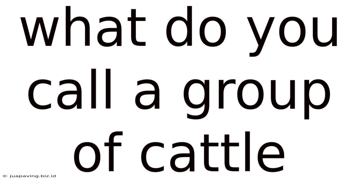 What Do You Call A Group Of Cattle