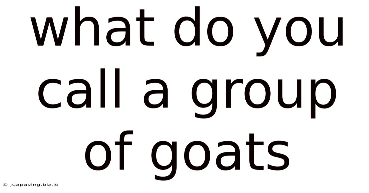 What Do You Call A Group Of Goats