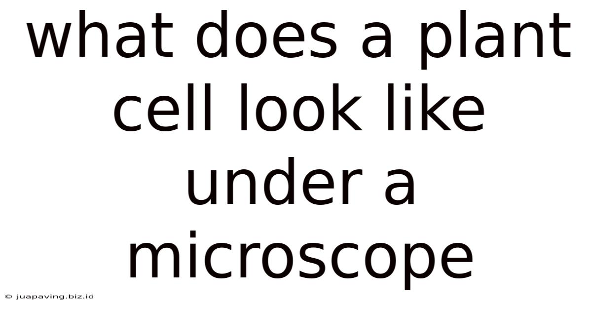 What Does A Plant Cell Look Like Under A Microscope